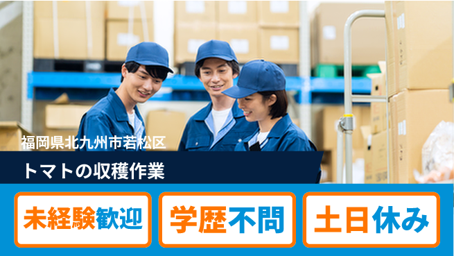 パーソルファクトリーパートナーズ株式会社 【トマトの収穫作業】の工場求人・派遣情報 | ジョバディ工場