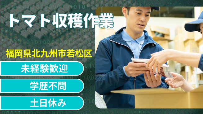 パーソルファクトリーパートナーズ株式会社 柔軟な働き方【トマト収穫作業】の工場求人・派遣情報 | ジョバディ工場